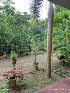 Jungle View Guest