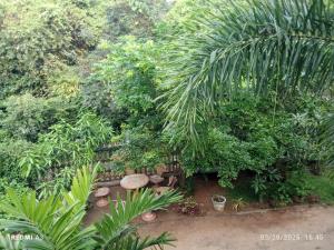 Jungle View Guest