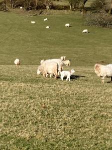 Tyn-Y-Berth Sleeps 27 luxury group accommodation