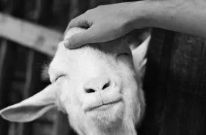 Sea Breeze Ecological Villa - Orné