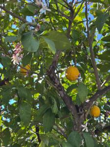 Sonia Apartment, Pilona Village