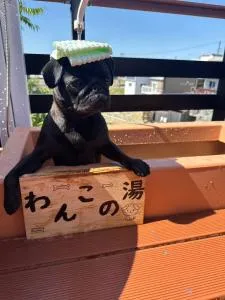 LOG HOUSE 白浜 -Shirahama- Dog run, hot springs, BBQ, and sauna! PET OK - Asso