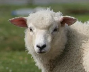 Ferienwohnungen am Aussendeich - Nordstrand