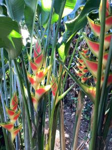 cabin Claro luna orchard swimming pool 70mbps wifi