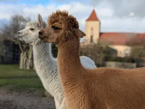 Bauwagen auf der Alpakawiese - 莱宁