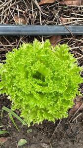 Sítio em São Roque - Alto da Serra - Natureza