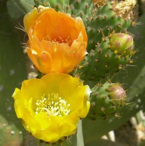 Guest House Safigumoru 5 minuti in spiaggia img35