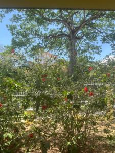 Peaceful and beautiful Casa Almita Bonita