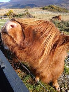 Ben Nevis Manor Studio with private Hot Tub