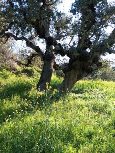 Casa La Colina Mandarina I