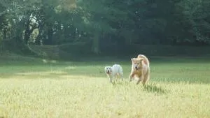 Imitelis Biotop - Vacation STAY 05277v - Katori