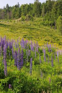 Gemütliches Ferienreihenhaus mit Holzkamin im Schwarzwald