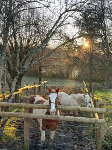 B&B / Chambres d'hotes Odonatura : photos des chambres