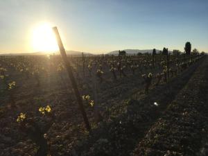 Entre Mer et Vigne Caves