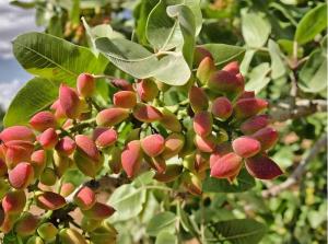 Casa Annunziata - Bronte
