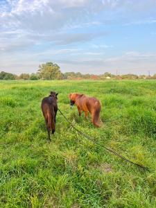 Zajazd Kasztelański