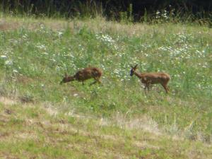 Maisons de vacances Lou fredou : photos des chambres
