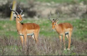 Appartements Tiny house Port la Nouvelle : photos des chambres