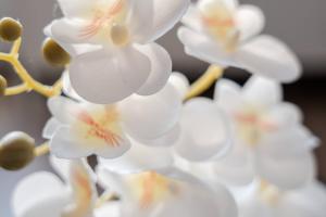 Appartements Le Cosy : photos des chambres