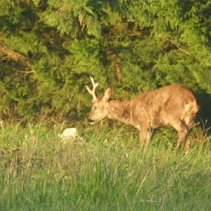 Chambre dhôtes du Pilou