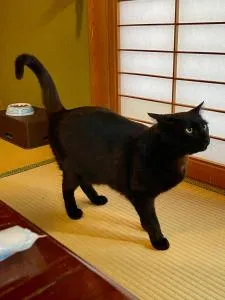 民宿とランチ大ちゃんち - Sukumo