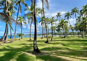 Beachfront Property in Palenque - Paradise!