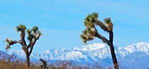 The Yurt at Tribal Camp - Ubytování bez kategorie ve městě Joshua Tree