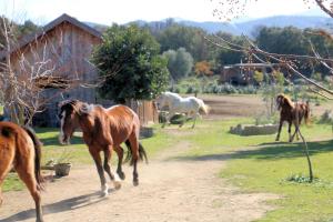 Chalets Le nid des crinieres vagabondes : photos des chambres