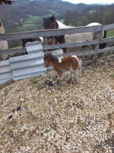 Apartman 1 nase brdo