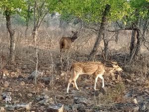 Khajuraho Dreams Homestay