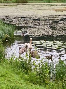 The Woodhouse Cabin 8