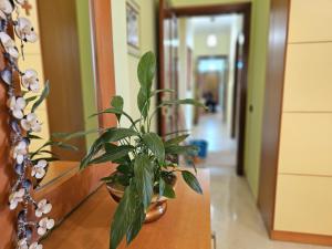 GEARD Apartament