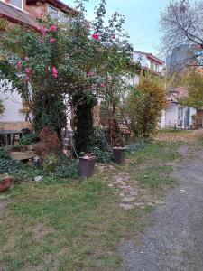 Central decent cozy apartament Cluj-Napoca