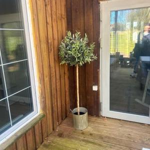 Idyllisk sommerhus tæt ved Blåvand