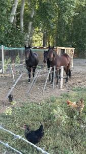 Hermosa chacra Gaiman con costa al Rio