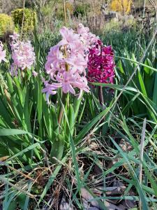 Appartements Studio Bas Verdon : photos des chambres