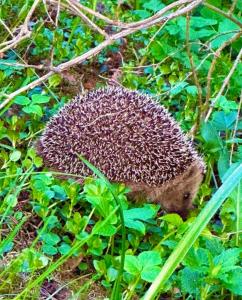 Miramar Mariehamn Åland
