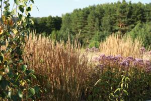 Ežero Sapnas - Dream of the Lake