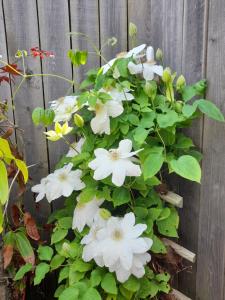 Maison à Lancieux de plain pieds avec cour fermée