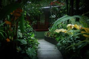 Jaguarundi Jungle Lodge