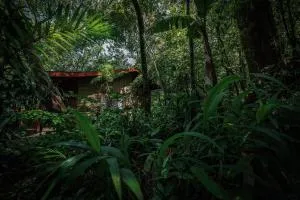 Jaguarundi Jungle Lodge - Monteverde - Tronadora