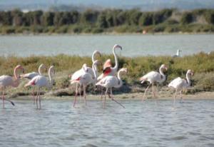 Appartements Le Petit Mediterraneen : photos des chambres