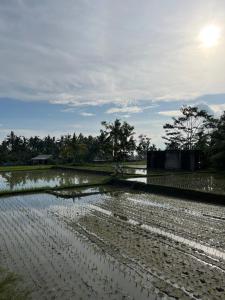 Shri Wedari Private Pool with Ricefield View