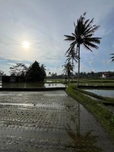 Shri Wedari Private Pool with Ricefield View