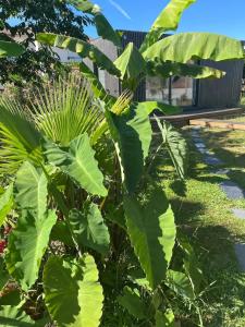 Chalets Chalet accueillant a Saint-Vincent-de-Tyrosse avec jardin : photos des chambres