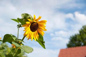 Ferienwohnung Schulter