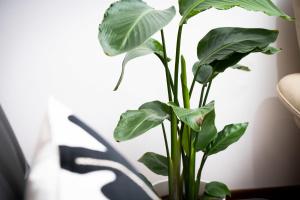 Apartamento Luisa Gijon