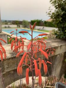 B&B / Chambres d'hotes DOMAINE FORVENT : photos des chambres