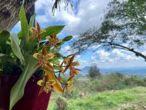 Escápate a un bosque mágico Citlalapa