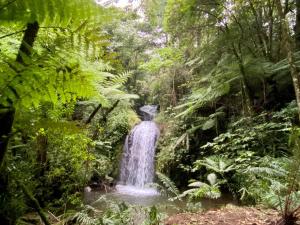 Escápate a un bosque mágico Citlalapa